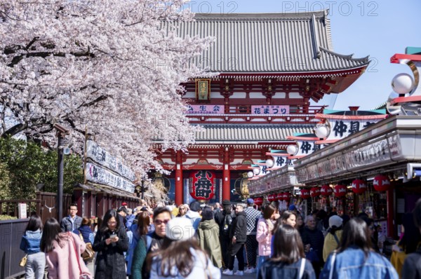 View of numerous visitors on Nakamise-dori shopping street with Hozomon Gate of Asakusa Shrine or Senso-ji Temple, blooming cherry trees, Buddhist temple complex, Asakusa, Tokyo, Japan