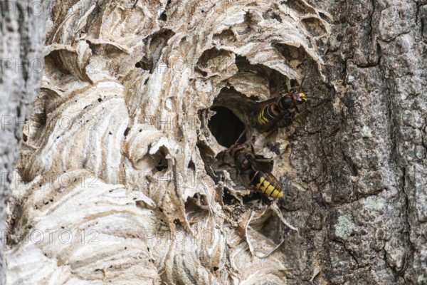 Hornissen (Vespa crabro), Emsland, Lower Saxony, Germany