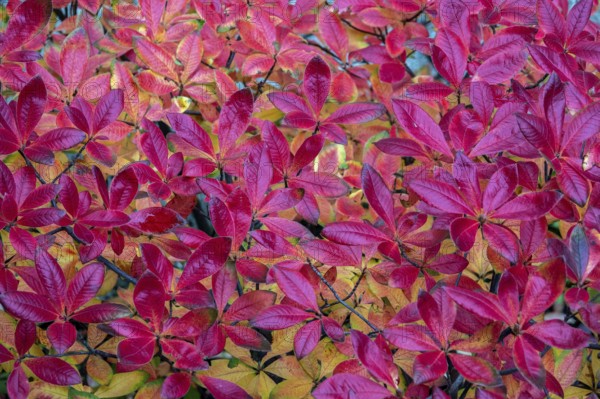 Azalea (Azalea), red colored autumn leaves, autumn colors, Baden-Württemberg, Germany