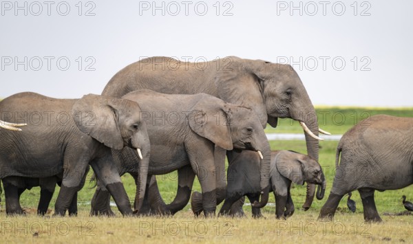 African elephant (Loxodonta africana), herd, Amboseli National Park, Rift Valley Province, Kenya