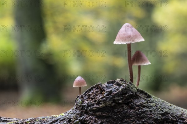 Large blood helmet (Mycena haematopus), Emsland, Lower Saxony, Germany