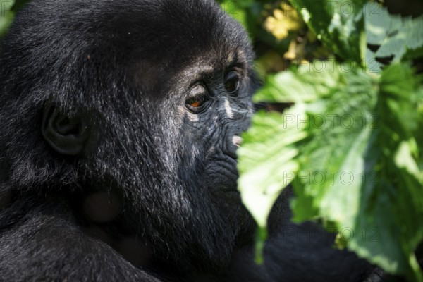 Mountain gorilla (Gorilla beringei beringei), between leaves, animal portrait, Bwindi Impenetrable Forest, Uganda