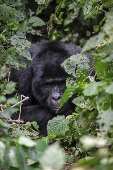 Mountain gorilla (Gorilla beringei beringei), among leaves, Bwindi Impenetrable Forest, Uganda