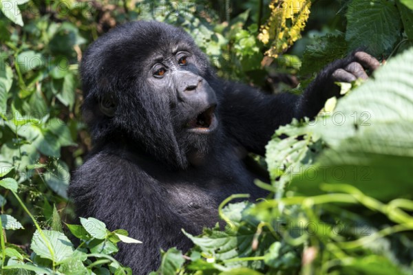 Mountain gorilla (Gorilla berengei berengei), Bwindi Impenetrable National Park, Uganda