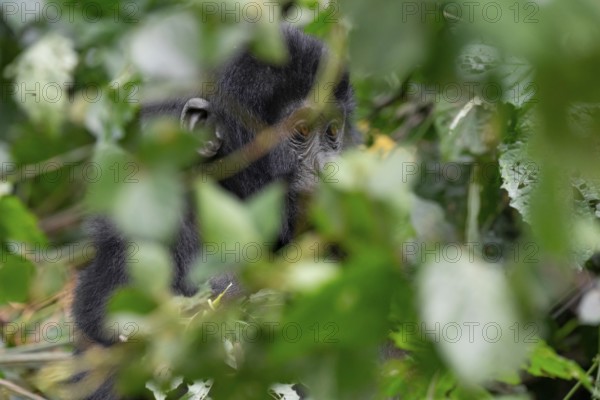 Young animal, mountain gorilla (Gorilla berengei berengei), Bwindi Impenetrable National Park, Uganda