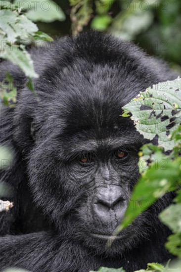 Silverback, animal portrait, mountain gorilla (Gorilla berengei berengei), Bwindi Impenetrable National Park, Uganda