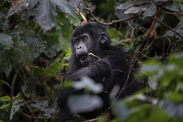 Young animal, mountain gorilla (Gorilla berengei berengei), Bwindi Impenetrable National Park, Uganda