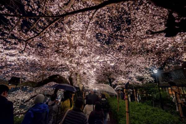 People walking under blooming illuminated cherry trees at night, Japanese cherry blossoms in spring, Hanami Festival, Chidorigafuchi Green Way, Tokyo, Japan