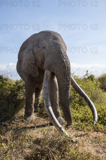 African elephant (Loxodonta africana) eats leaves, the famous Super Tusker elephant Craig, old male with long tusks, Kajiado County, Kenya