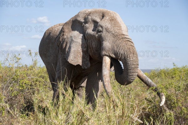 African elephant (Loxodonta africana) eats leaves, the famous Super Tusker elephant Craig, old male with long tusks, Kajiado County, Kenya