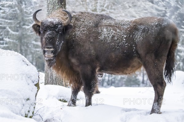 European bison (Bison bonasus) or Wisent standing on a meadow next to the forest in winter, snow, Bavaria, Germany