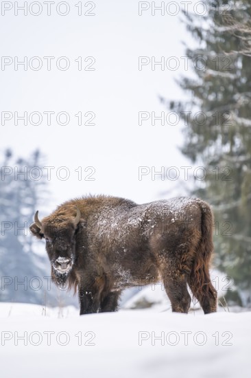 European bison (Bison bonasus) or Wisent standing on a meadow next to the forest in winter, snow, Bavaria, Germany