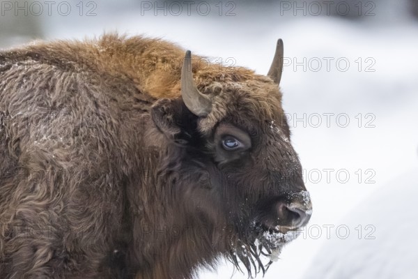 European bison (Bison bonasus) or Wisent portrait in winter, snow, Bavaria, Germany