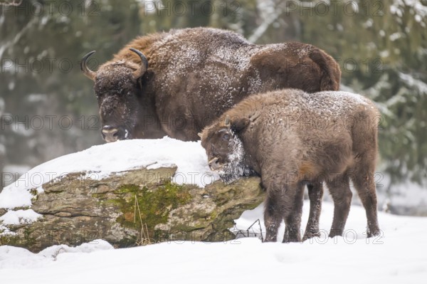 European bison (Bison bonasus) or Wisent standing on a meadow next to the forest in winter, snow, Bavaria, Germany