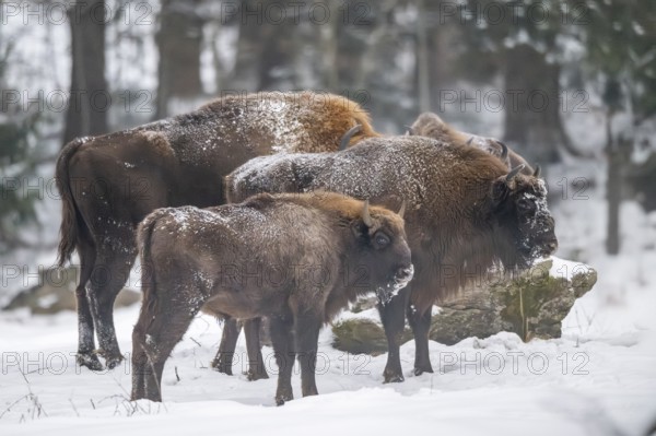 European bison (Bison bonasus) or Wisent standing on a meadow next to the forest in winter, snow, Bavaria, Germany
