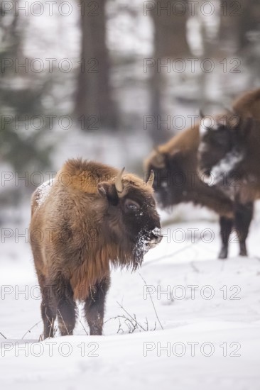 European bison (Bison bonasus) or Wisent standing on a meadow next to the forest in winter, snow, Bavaria, Germany