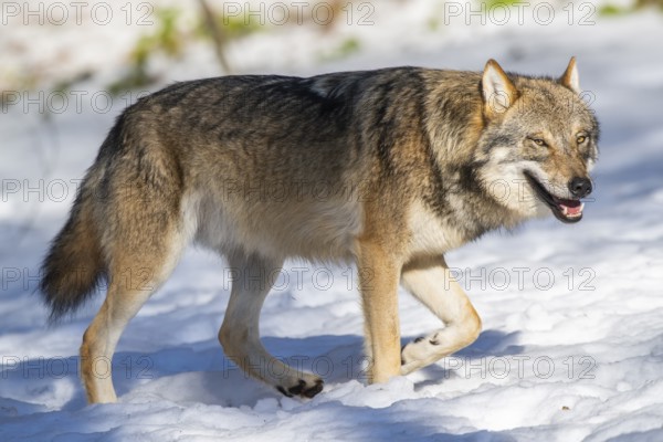European gray wolf (Canis lupus lupus) walking in a forest in winter, snow, Bavaria, Germany