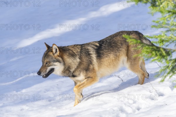 European gray wolf (Canis lupus lupus) walking in a forest in winter, snow, Bavaria, Germany