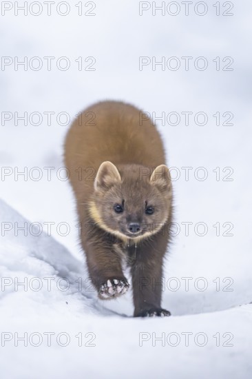 European pine marten (Martes martes) running in the snow in winter, National Park Bavarian Forest, Bavaria, Germany
