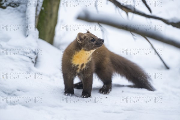 European pine marten (Martes martes) standing in the snow in winter, National Park Bavarian Forest, Bavaria, Germany