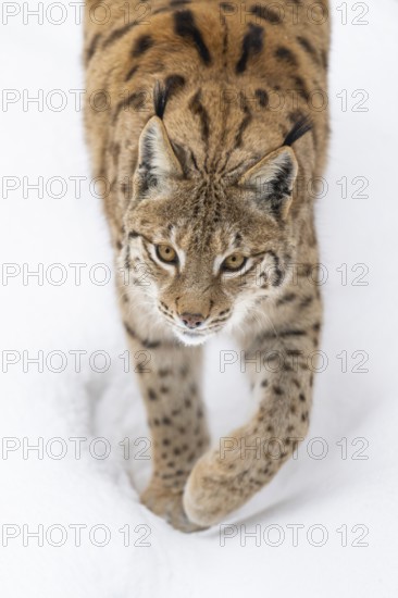 Eurasian lynx (Lynx lynx) walking in a forest in winter, snow, Bavaria, Germany