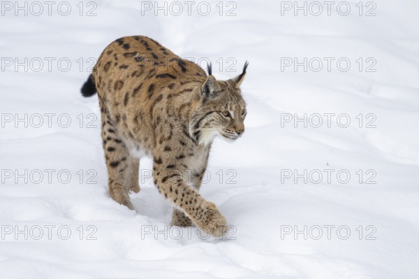 Eurasian lynx (Lynx lynx) walking in a forest in winter, snow, Bavaria, Germany