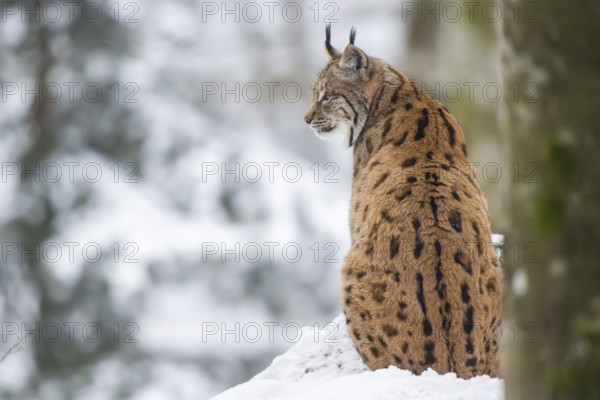 Eurasian lynx (Lynx lynx) sitting in a forest in winter, snow, Bavaria, Germany