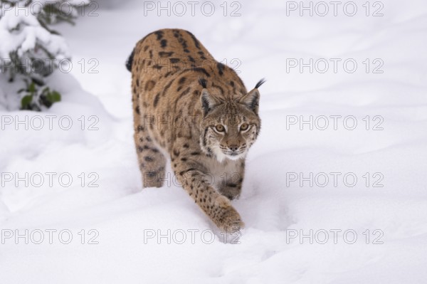 Eurasian lynx (Lynx lynx) walking in a forest in winter, snow, Bavaria, Germany