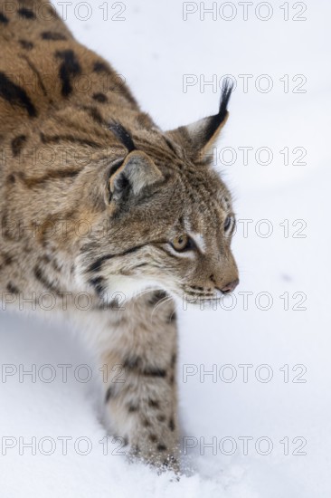 Eurasian lynx (Lynx lynx) walking in a forest in winter, snow, Bavaria, Germany