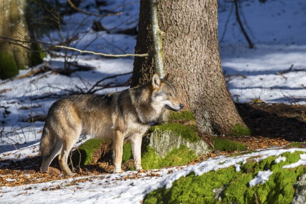 European gray wolf (Canis lupus lupus) standing in a forest in winter, snow, Bavaria, Germany