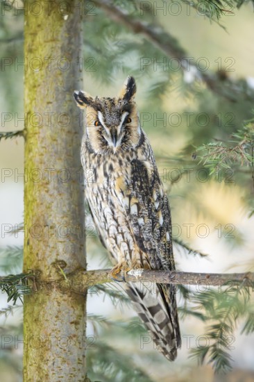 Long-eared owl (Asio otus) sitting on a branch in winter, National Park Bavarian Forest, Bavaria, Germany