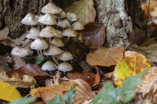 Helmlinge (Mycena), Emsland, Lower Saxony, Germany