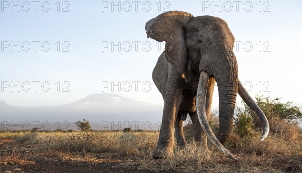 African elephant (Loxodonta africana), the famous Super Tusker elephant Craig, old male with long tusks, in picturesque landscape with the summit of Mount Kilimanjaro, in atmospheric evening light, Kajiado County, Kenya