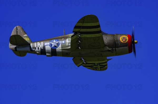 An RC model of a Republic P-47 Thunderbolt during a demonstration as part of an air show at the Fliegerbergfest of the Rossfeld Luftsportverein in Metzingen-Glems, Baden-Württemberg, Germany, for editorial use only