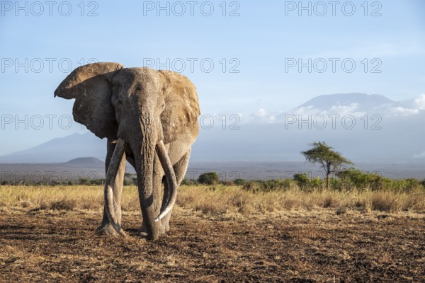 African elephant (Loxodonta africana) in picturesque landscape with the summit of Mount Kilimanjaro, the famous Super Tusker elephant Craig, old male with long tusks, in the evening light, Kajiado County, Kenya