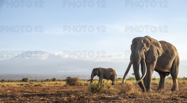 Two African elephants (Loxodonta africana) in a picturesque landscape with the summit of Mount Kilimanjaro, the famous Super Tusker elephant Craig with his friend Pascal, old male with long tusks, in the evening light, Kajiado County, Kenya