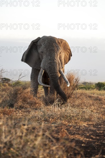 African elephant (Loxodonta africana), the famous Super Tusker elephant Craig, old male with long tusks, in the evening light, Kajiado County, Kenya