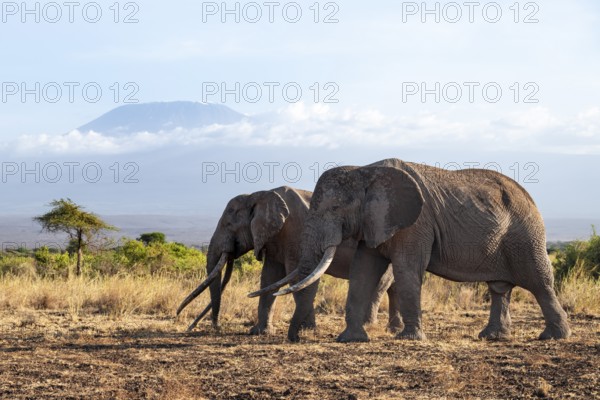 Two African elephants (Loxodonta africana) in a picturesque savanna landscape with the summit of Mount Kilimanjaro, the famous Super Tusker elephant Craig with his friend Pascal, old male with long tusks, in the evening light, Kajiado County, Kenya