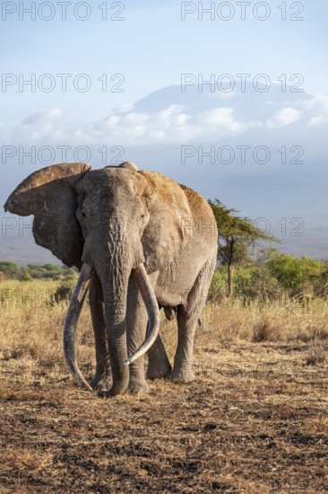 African elephant (Loxodonta africana) in picturesque savanna landscape with the summit of Mount Kilimanjaro, the famous Super Tusker elephant Craig, old male with long tusks, in the evening light, Kajiado County, Kenya