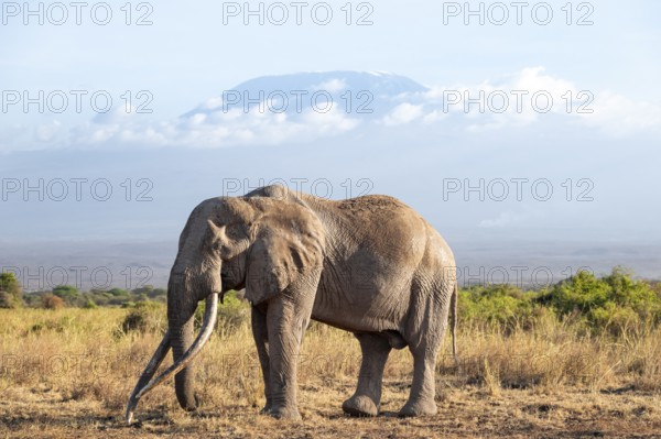 African elephant (Loxodonta africana) in picturesque savanna landscape with the summit of Mount Kilimanjaro, the famous Super Tusker elephant Craig, old male with long tusks, in the evening light, Kajiado County, Kenya
