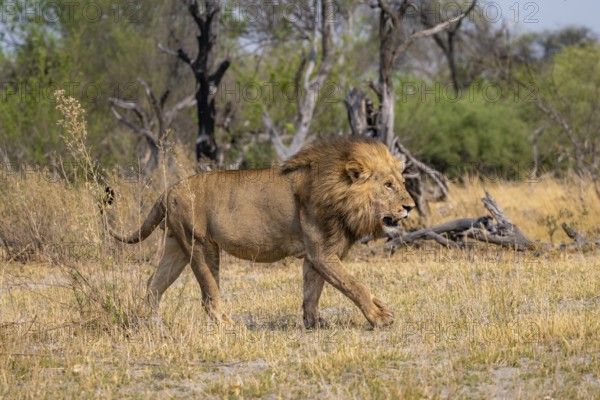 Lion (Panthera leo), adult male walking, Moremi Game Reserve, Botswana