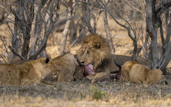 Lion (Panthera Leo) with kill, pack eats captured buffalo, adult male with prey, Moremi Game Reserve, Botswana