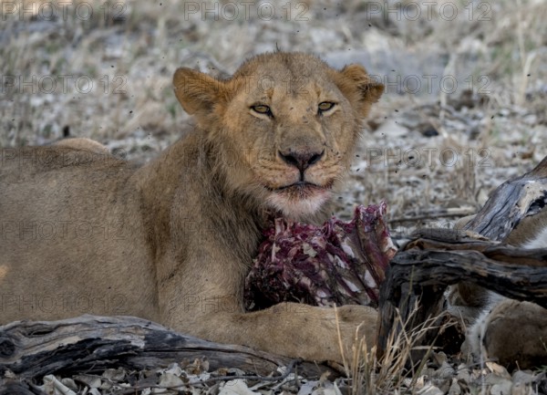 Lion (Panthera Leo) with kill, juvenile male eats the ribs of the captured buffalo, Moremi Game Reserve, Botswana