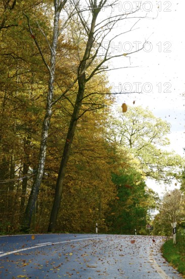 Car Road in autumn, autumn leaves, Germany
