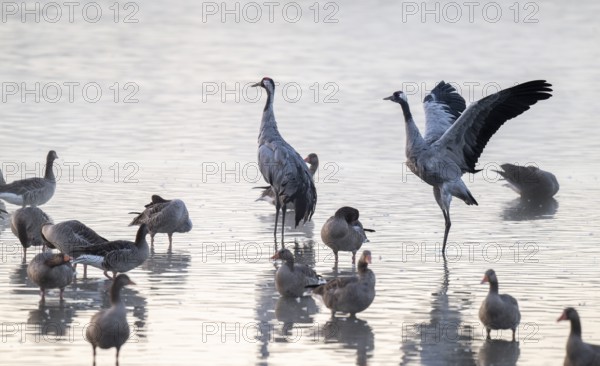 Cranes (Grus grus), cranes and gray geese (Anser anser) stand in the shallow water zone of a lake, haze, fog, Lower Saxony, Germany