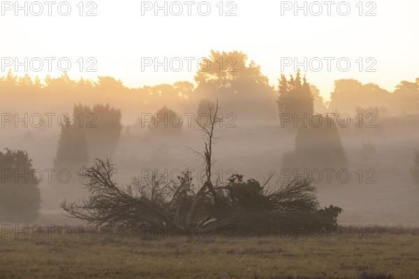 Enchanting morning atmosphere in August with fog in the blooming Lüneburger Heide near Niederhaverbeck