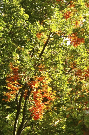 Autumn colors, Golden October, Germany