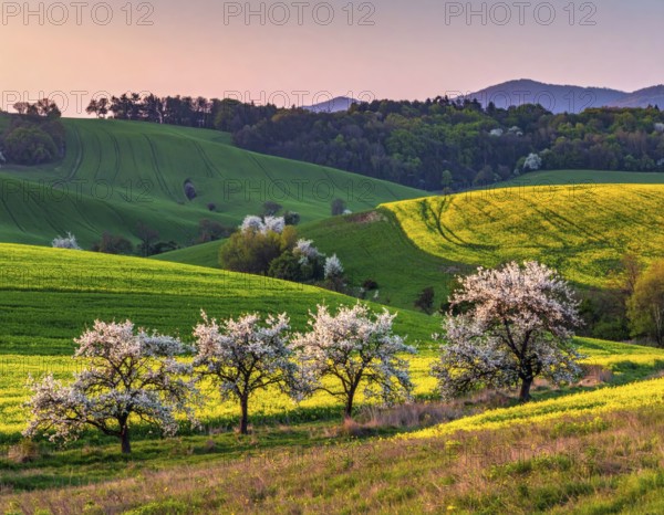Spring blooming landscape, trees in the foreground, green hills covered with blooming flowers, clear blue sky at sunset, vacation and holiday concept, beauty of nature, AI generated