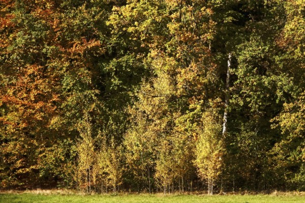Autumn time, autumn leaves, October, Germany