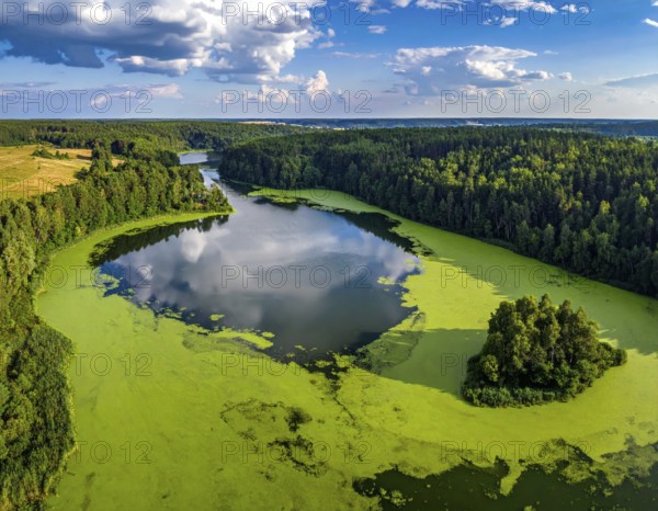 Green algae on the lake. Aerial view of nature, landscape with hills and forest in summer, cloudy sky, golden light at sunset, AI generated